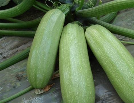 泉州吃瓜有什么好处,品味传统，滋养身心