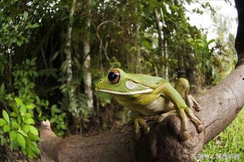 卖仔蛙吃瓜,卖仔蛙的瓜田奇遇记