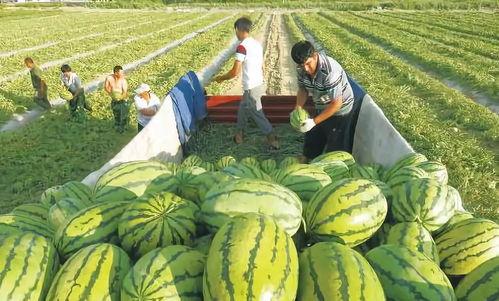 路鸣吃瓜照片,揭秘娱乐圈幕后趣闻