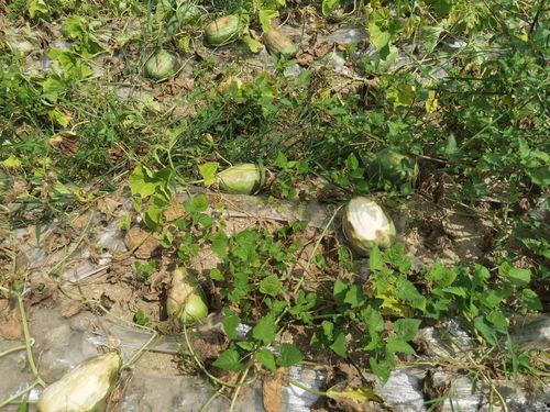 唐山疫情吃瓜,吃瓜群众视角下的防疫战记