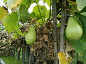 耳瓜吃瓜,一场听觉盛宴的奇妙之旅