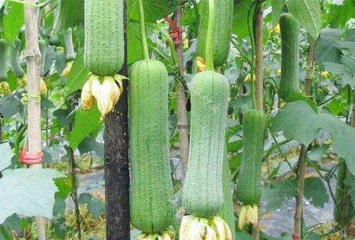 天天吃瓜越吃越瓜越瘦,揭秘“吃瓜越吃越瘦”的神奇奥秘