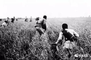 红色往事 岱岱吃瓜,岱岱吃瓜背后的历史风云