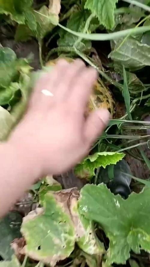 吃最恶心的瓜,那些让人反胃的“恶臭瓜”事件大揭秘