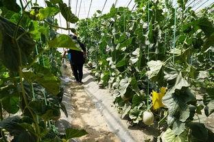 东北真实吃瓜视频,揭秘东北特色美食背后的故事