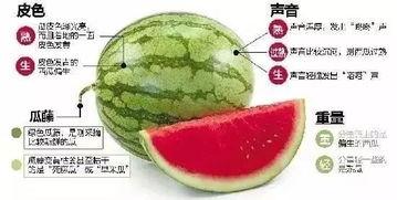 吃瓜微信免费吃,微信带你开启美食之旅