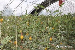 坝瓜怎么吃,探索美味与营养的完美融合