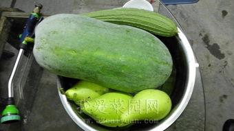 58热门吃瓜,揭秘网络热议背后的真相与笑料