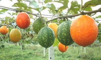 吊瓜怎么吃呢,探索吊瓜的美味之旅