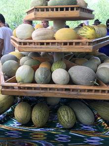 新疆吃瓜比赛,吃瓜比赛狂欢，瓜香四溢的竞技盛事