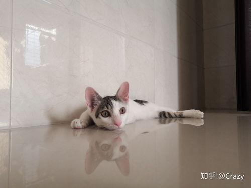 猫吃茭瓜,茭瓜的独特魅力