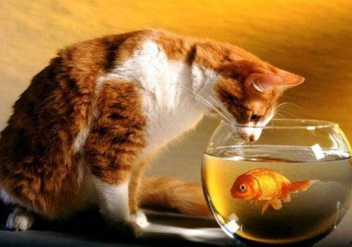 猫吃茭瓜,茭瓜的独特魅力