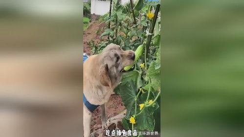 小狗吃瓜跳舞,小狗吃瓜的欢乐时光