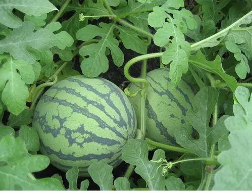 名人吃瓜堂,揭秘娱乐圈幕后故事