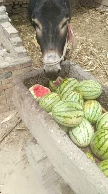 吃瓜的驴仔,吃瓜驴仔的趣味生活揭秘