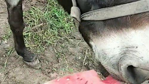 吃瓜的驴仔,吃瓜驴仔的趣味生活揭秘