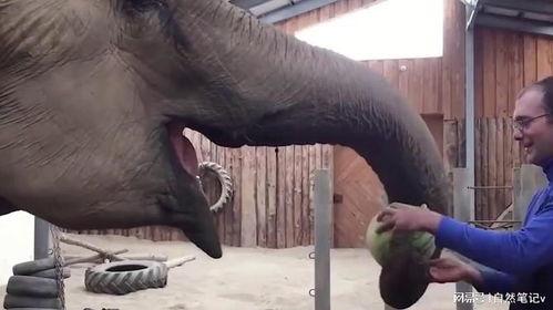 大象吃的瓜,探寻瓜果的奇妙世界