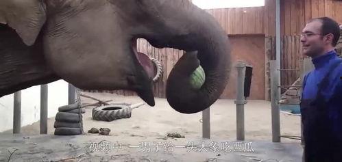 大象吃的瓜,探寻瓜果的奇妙世界