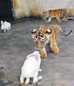 吃瓜直播老虎兔子,老虎兔子同台“吃瓜”引发网友热议