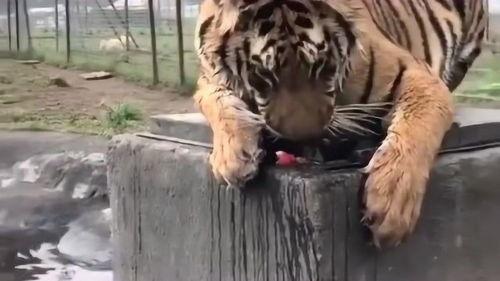 吃瓜直播老虎兔子,老虎兔子同台“吃瓜”引发网友热议