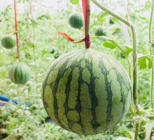 55i吃瓜事件,揭秘网络舆论背后的真相与争议