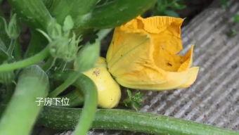 新疆吃瓜开车群,趣味横生，安全驾驶新风尚