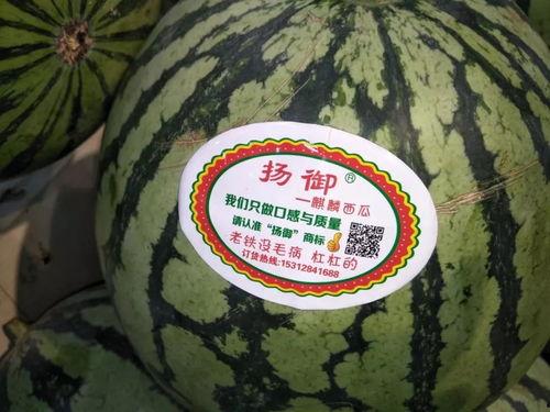 吃瓜主题配乐,跟随吃瓜主题音乐，畅游欢乐旋律世界