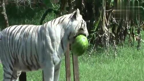 虎头局吃瓜,揭秘网红美食背后的故事