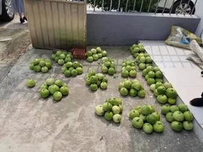 组团偷瓜吃,一场欢乐的组团冒险