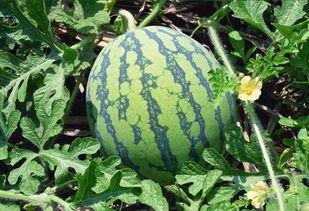 解拔瓜怎么吃,解锁美味新境界