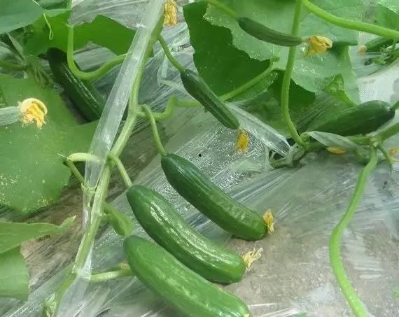 毕节幼专吃瓜,揭秘校园热点背后的真相