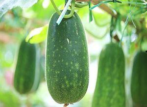 独立吃瓜3,揭秘娱乐圈背后的真相与秘密