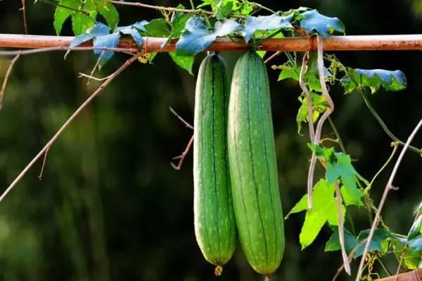 独立吃瓜3,揭秘娱乐圈背后的真相与秘密