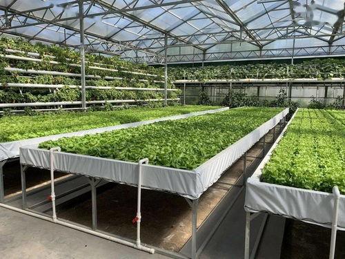 咸鱼之王理性吃瓜,理性吃瓜，揭秘网络热点背后的真相