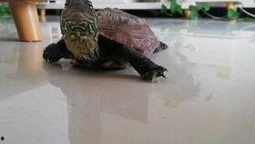 乌龟吃瓜的速度,速度见证奇观