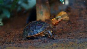 乌龟吃瓜的速度,速度见证奇观