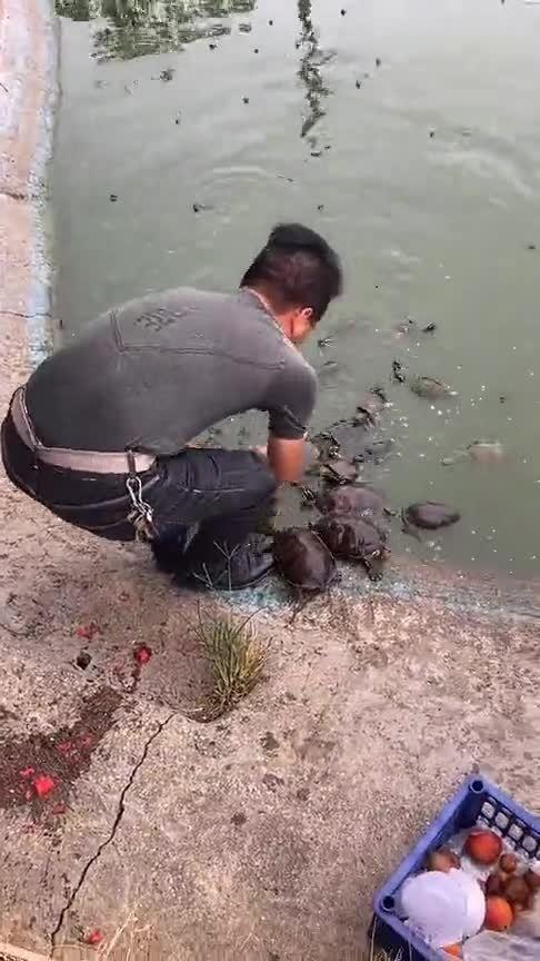 乌龟吃瓜的速度,速度见证奇观