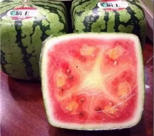 老外学校吃瓜,一场别开生面的校园盛宴