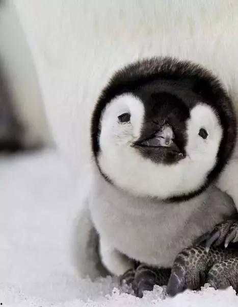 企鹅吃瓜文案怎么写,揭秘娱乐圈幕后风云