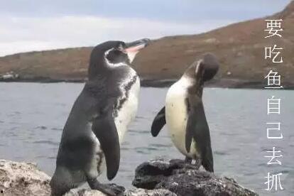 企鹅吃瓜文案怎么写,揭秘娱乐圈幕后风云