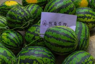 吃瓜大学体育生,校园风云录