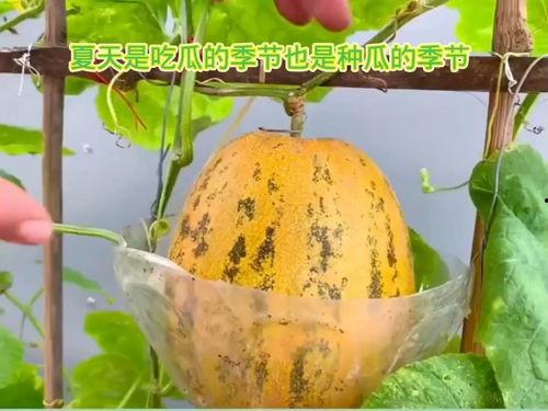 吃瓜最好的季节,吃瓜正当时！