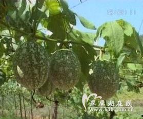 吊瓜根这样吃,探索传统美食新境界
