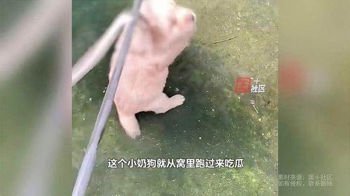 吃瓜的蛇蛇
