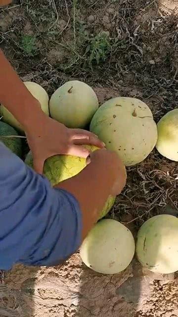 开启吃瓜的步骤,三步教你轻松享受夏日清凉