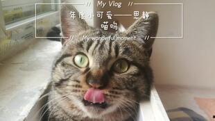 吃瓜直播间猫,猫的趣味日常大揭秘
