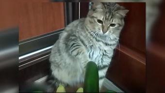 吃瓜直播间猫,猫的趣味日常大揭秘