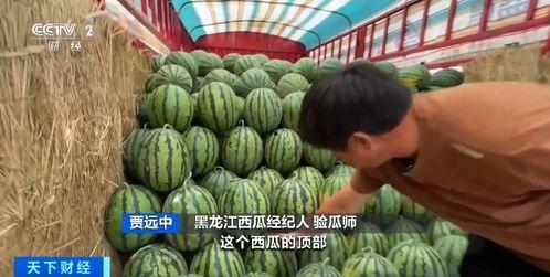 江孜吃瓜